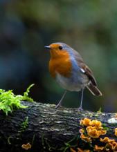 Roodborst Roodborst